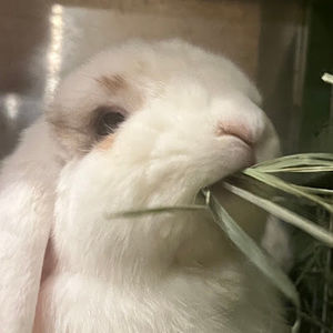 Meet your Posher, Sofia